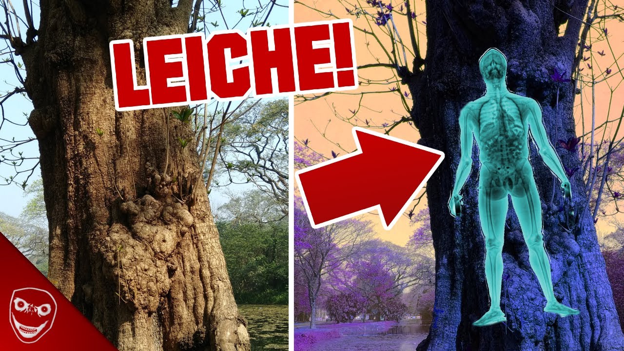 Wo Kann Man Am Besten Eine Leiche Verstecken Leiche in einem Baum versteckt gefunden! Who put Bella in the Wych Elm