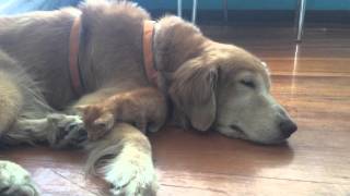 Kitten and Dog Snuggling! by Keelo and Koda 14,323 views 9 years ago 46 seconds