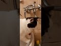 #котик пьет водичку из-под крана)