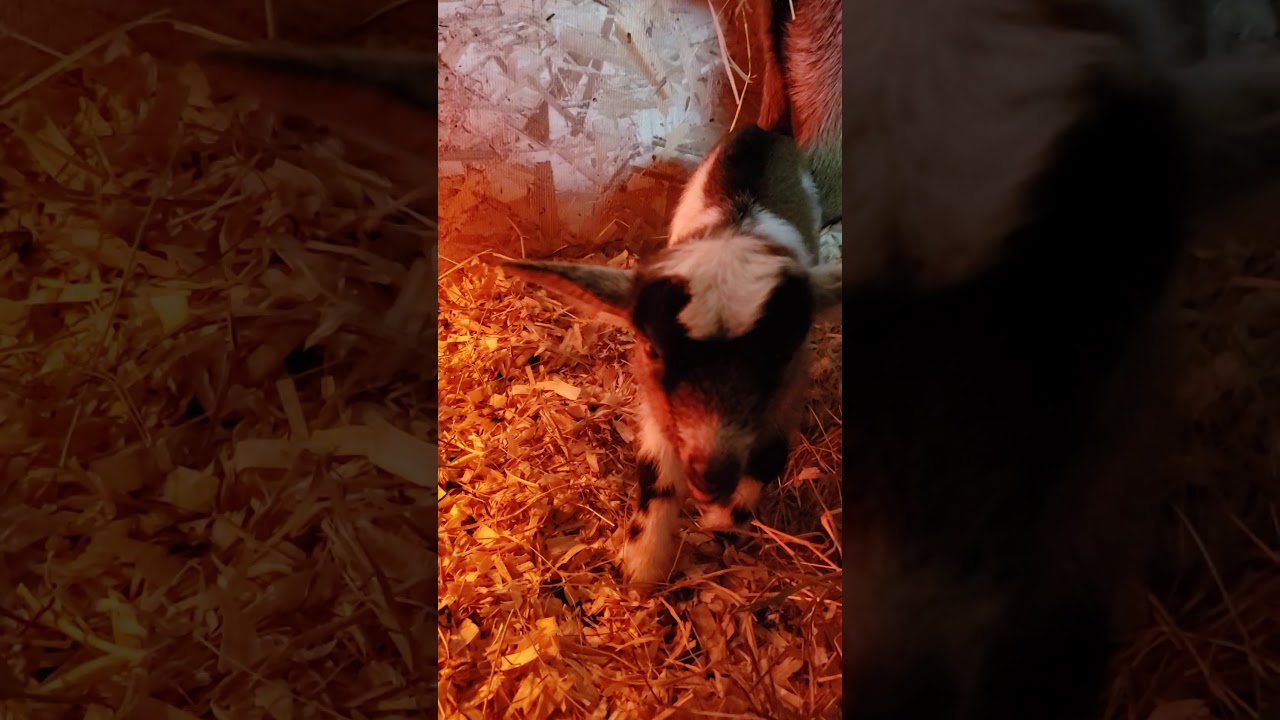 Newborn goat trying to nurse YouTube