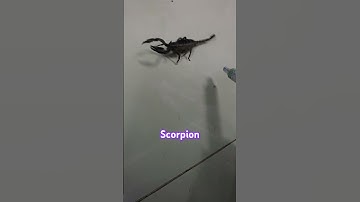 Bọ cạp #xuhuong #scorpion #bocap360cc #conbocap
