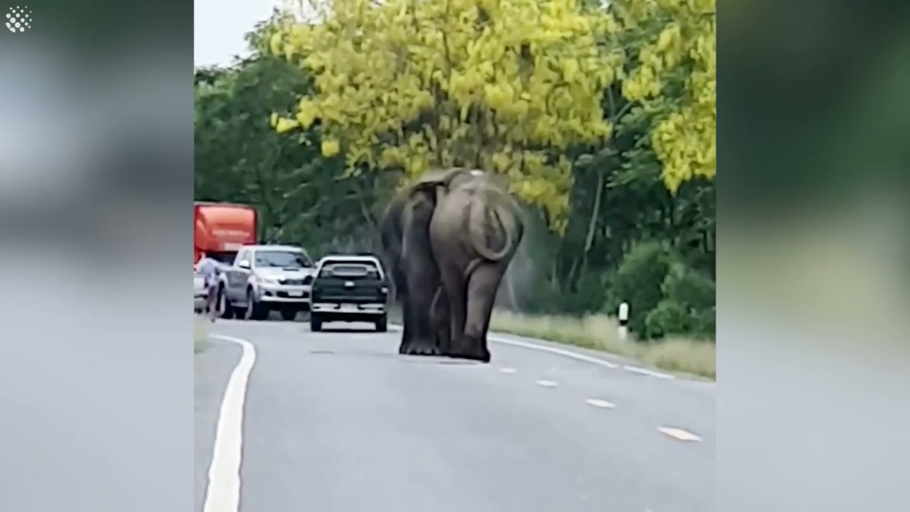 Male elephants hold up traffic while fighting over desirable female ...
