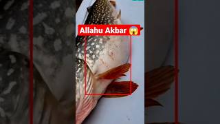 Allahu Akbar 😱 | Allah Ki Qudrat | Viral Video #viralvideo #shortfeed #tranding