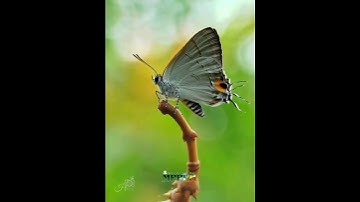 Damselfly Micro View | Extreme Macro Photography | Beautiful Insect Close-Up Shots