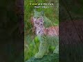 Lynx Ear Tufts act like ANTENNAS!🐆🐆🐯#animals #animalfacts #shorts