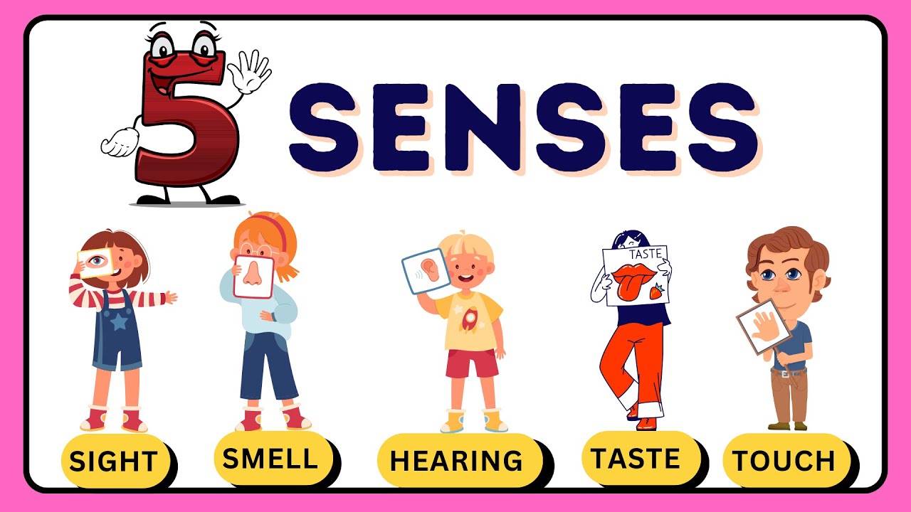 5 Sense Organs | Learn about 5 senses | 5 sense organs name in English ...