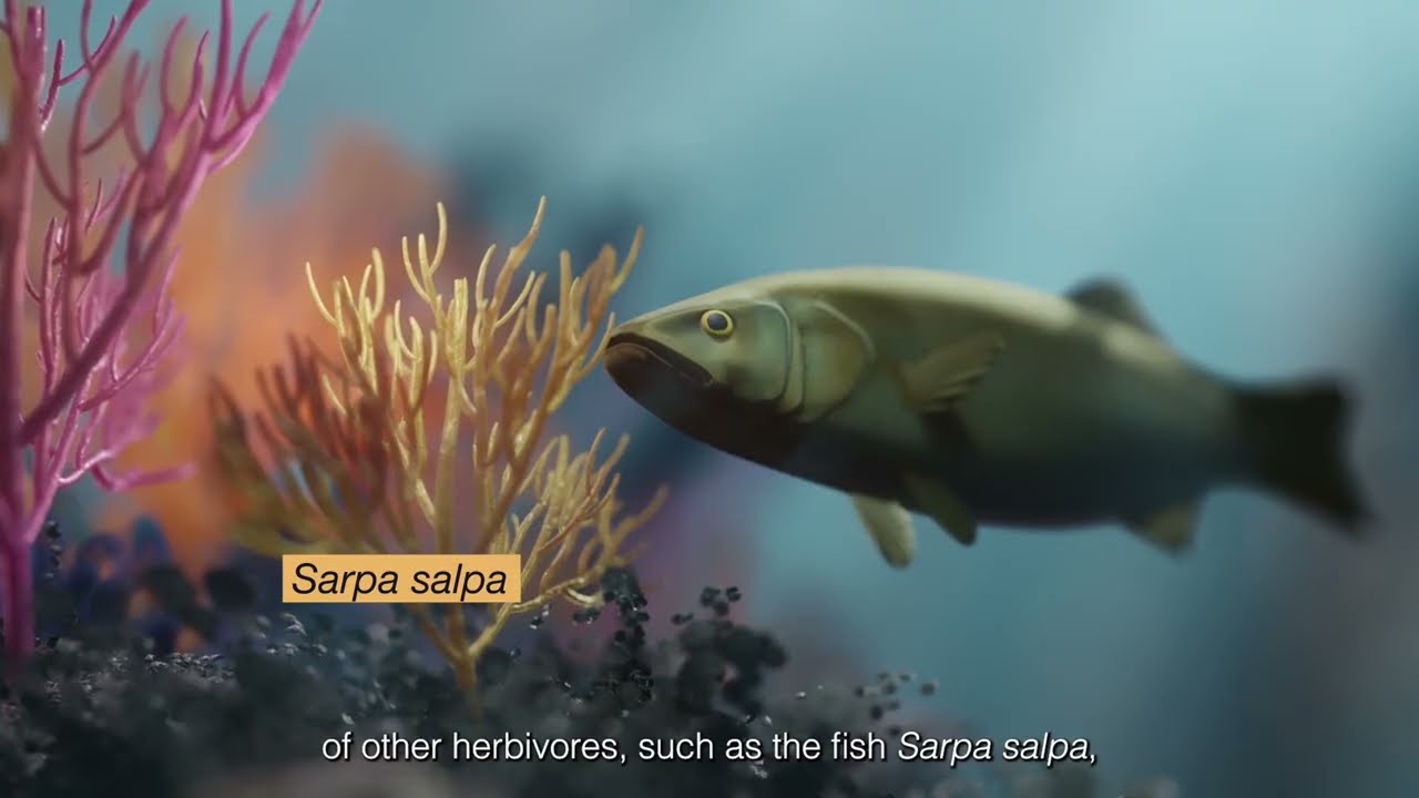 Первые результаты BIOKAMURAE II: Rugulopteryx okamurae — воздействие на среду обитания и морских ...