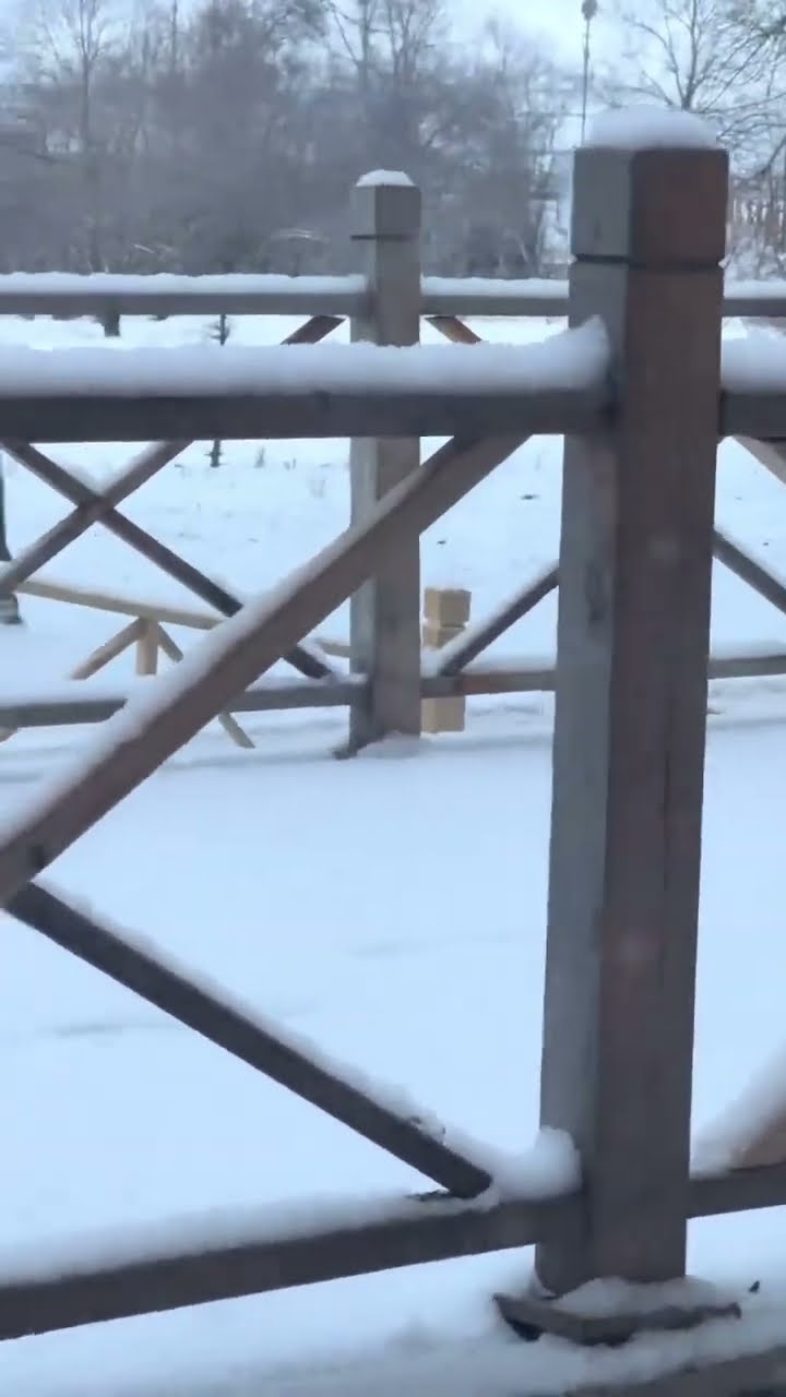 Funny  cats