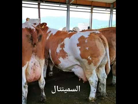 بقرة سيمنتال جودة عالية