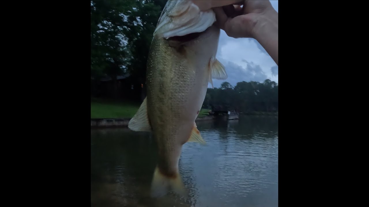 Lunker largemouth Bass on topwater, destroys bait.