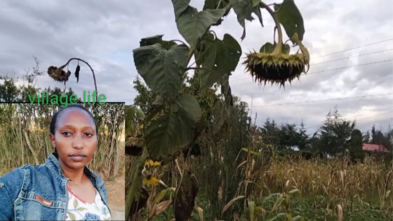 My mum's village kitchen Garden