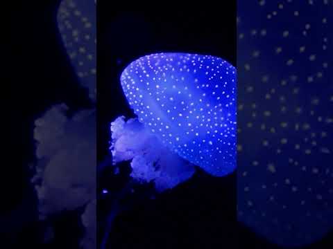 Magical jellyfish