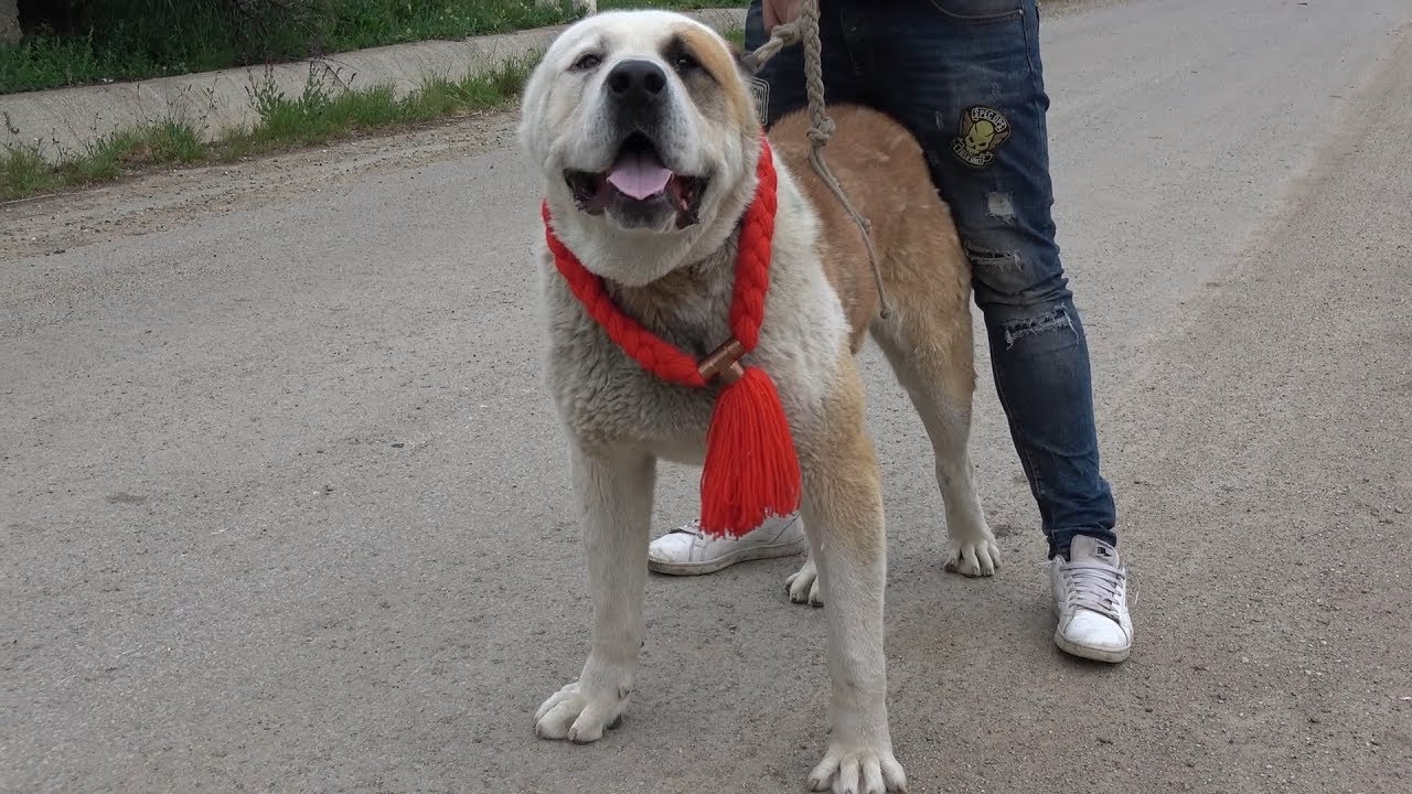 Prezentare Ciobanesti de Asia Centrala | Gabi de la Cluj 2018