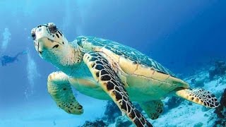 Черепахи и змеи.Обитатели океана. Черепахи и змеи.Обитатели океана.
