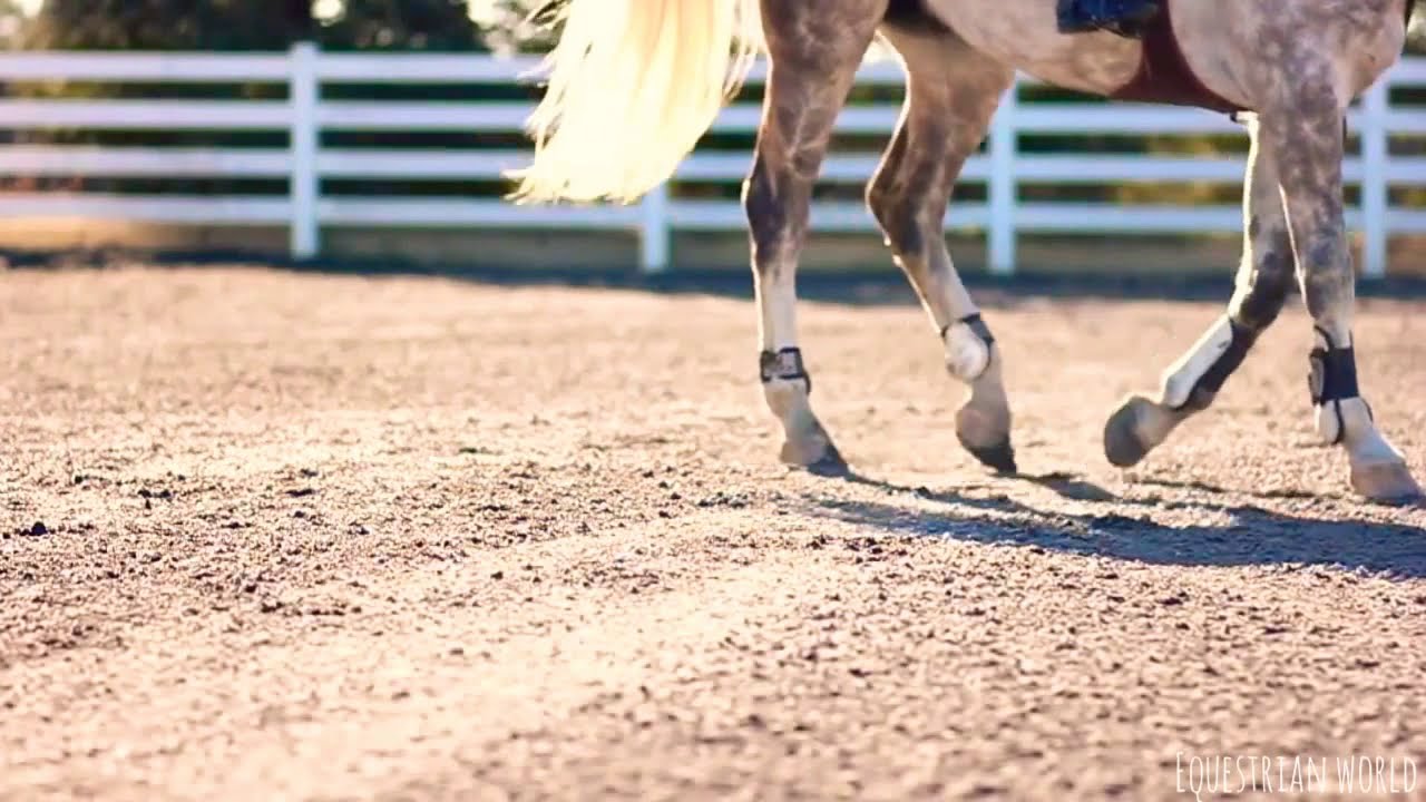 Dynamite||Equestrian music video||