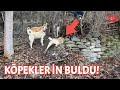 BOL AKSİYONLU BİRGÜN - KANGALLAR AV KÖPEKLERİNE İZİN VERMİYOR ( WOLF ATTACK )