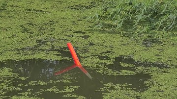 Câu Cá , Đụng Độ Cặp Cá Trê Bạch Tạng Cực Khủng Kéo Liệt Phao Dưới Bụi Rau Nhút