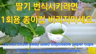 사용한 1회용 종이컵으로 딸기번식하기 | Strawberry Propagation using Disposable Paper Cups