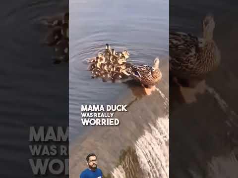 This duckling fell