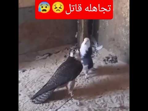 ذكر حمام يحاول التهجم على صقر اشتراك بالقناة اكسبلور النسر صقر
