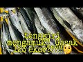 Tenggiri mengamuk!!