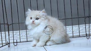 Mukanya Kelihattan Kalem Tapi Aslinya Aktif Banget  (Kucing Persian Bandung)