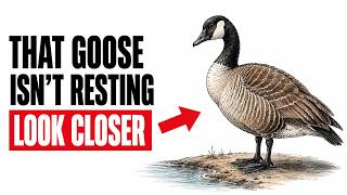 What a Goose Does for Weeks After Its Mate Dies — You've Never Seen This