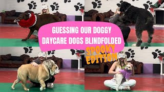 Guessing our DOGGY DAYCARE DOGS blindfolded (Halloween edition)