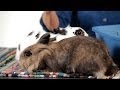 Why Are So Many Rabbits in Shelters? | Pet Rabbits