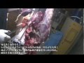 もはや生ハム！　シカの皮剥ぎ・精肉　新米猟師ハンターライフ