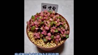 我が家の多肉植物たち桜吹雪