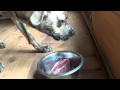 Kaden eats RAW chicken and beef heart