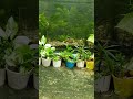 I shifted my aquarium in terrace and here's how it looks like #shorts #goldenbloom #aquarium