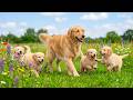 12 Hours of Dog Calming Music 🐾 Dog TV for Dogs 💤 Perfect Relaxation for Home Alone Dogs