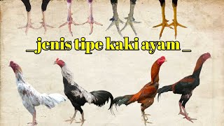 34 Jenis sisik kaki Ayam bangkok by 3 DT Channel 127,583 views 1 year ago 3 minutes, 8 seconds