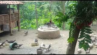 Si ayam jago disini dia menjadi tuannn. Sedang simentok & bebek tengah asshik makan bersama.