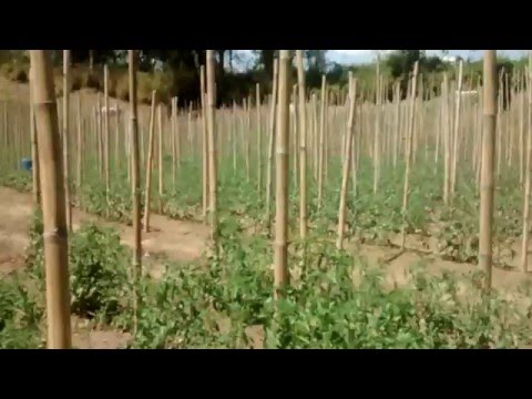 Video: Cultivaremos Un Cultivo Sin Químicos