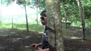 7Seeds Rubber Project 2011 Part 1
