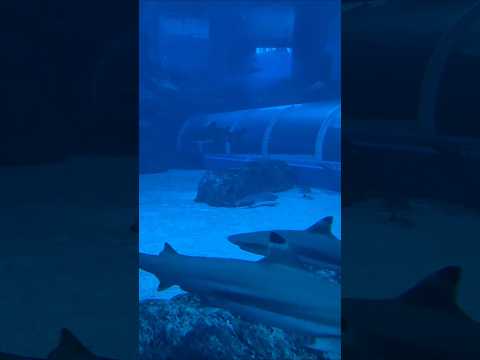 Shark tank 🦈