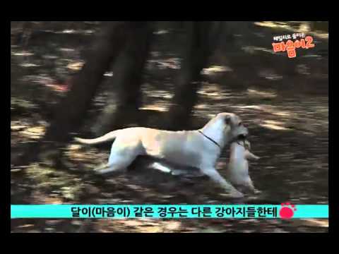 마음이2 따뜻한 감동 영상