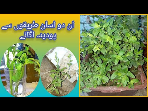 Wideo: Habek Mint Information - Wskazówki dotyczące uprawy mięty Habek w ogrodzie