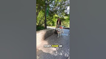 Guide Dog Commands 🦮 #insta360 #guidedog #blind #dog