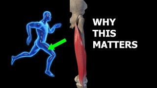 Why do the Hamstrings Matter in Running?