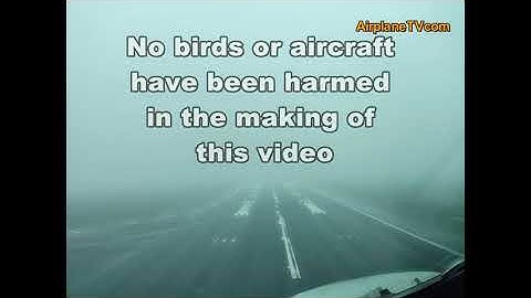 Bird encounter in low-vis approach Amsterdam