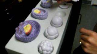 Biology 142 Anatomy and Physiology Practical Review Human Embryogenesis Hypoblast Epiblast