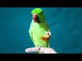 Talking parrot eating khajoor dates  indian ringneck parrot green parrot ringneckparrot parrot