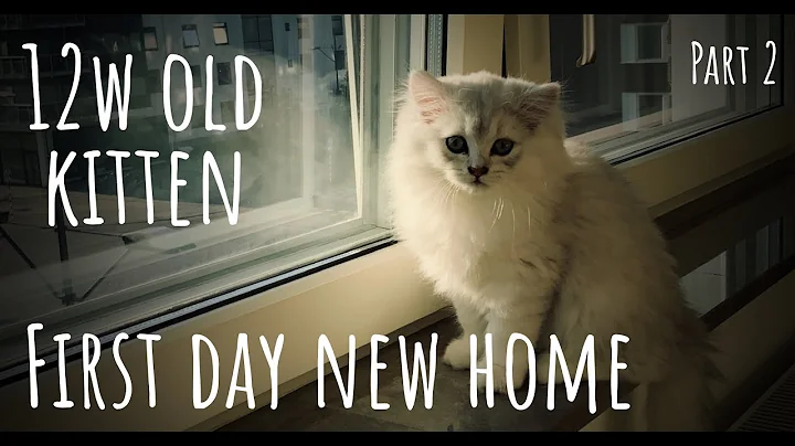 Watch the video about P2. 12 weeks old British Longhair Kitten hides behind door before exploring, playing, cuddling