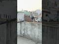 #shortvideo #islamicvideo #quran #qurantilawat #quranrecitation #birds #hen #animals #pigeon