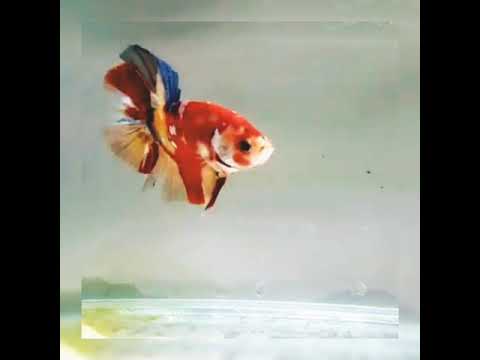 Ikan Cupang Giant Multicolor