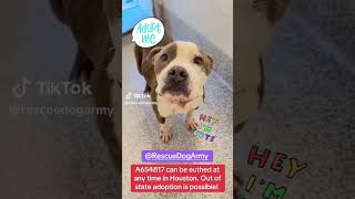 URGENT! OUT OF STATE ADOPTION IS POSSIBLE! #fosteringsaveslives #pets #shelterdog #pitbulldog